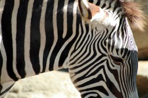 Zebra by Travel Photographer represents Ehlers Danlos Syndrome