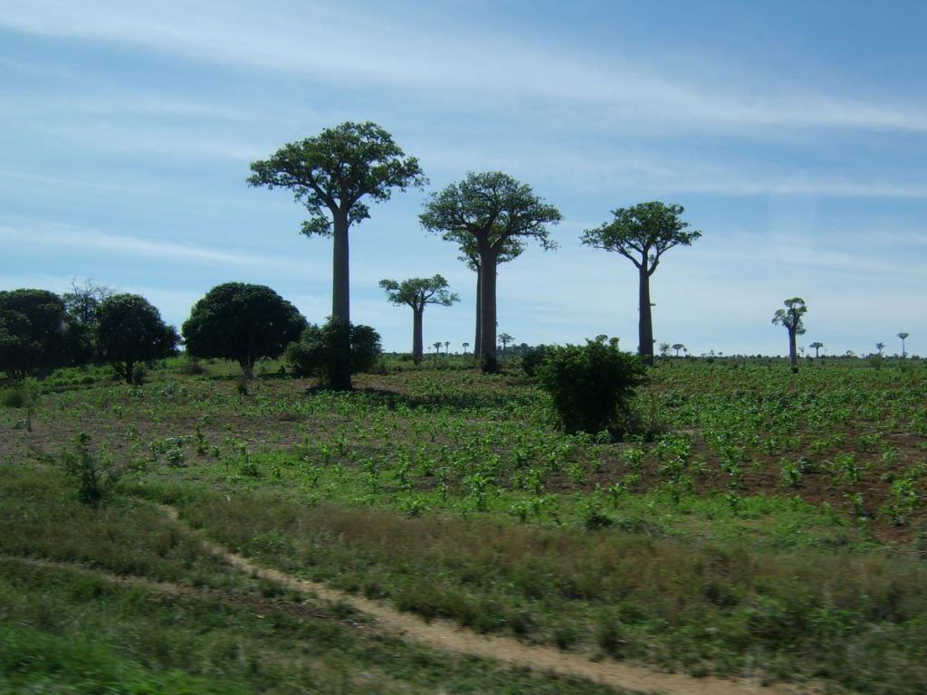 madagascar landscape