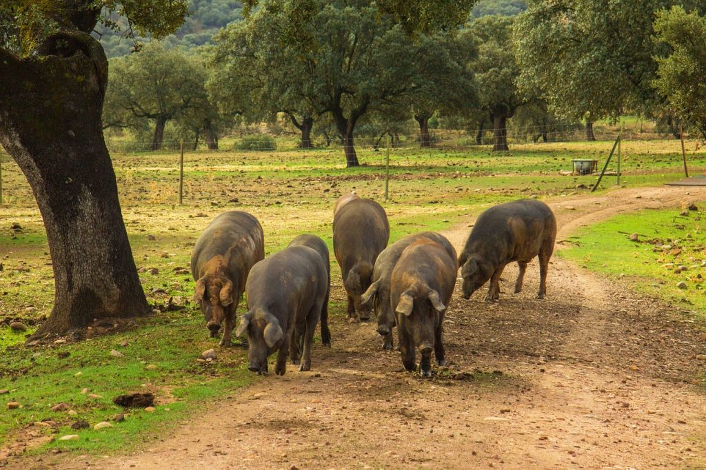 ham, pigs, pork, hams, dehesa, jabugo, guijuelo, the los pedroches, jamon, estremadura, acorn, jamon iberico, ham belllota, pata negra, serrano ham, spain, cork, animals in freedom, mediterranean forest, dehesa, dehesa, dehesa, dehesa, dehesa, jamon